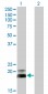 HAND2 Antibody (monoclonal) (M06)